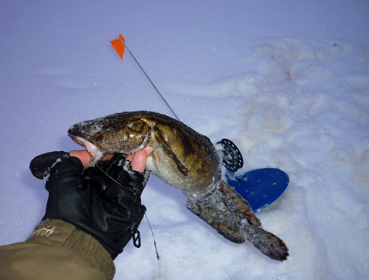 Ловля налима на жерлицы в зимний период - на рыбалке!