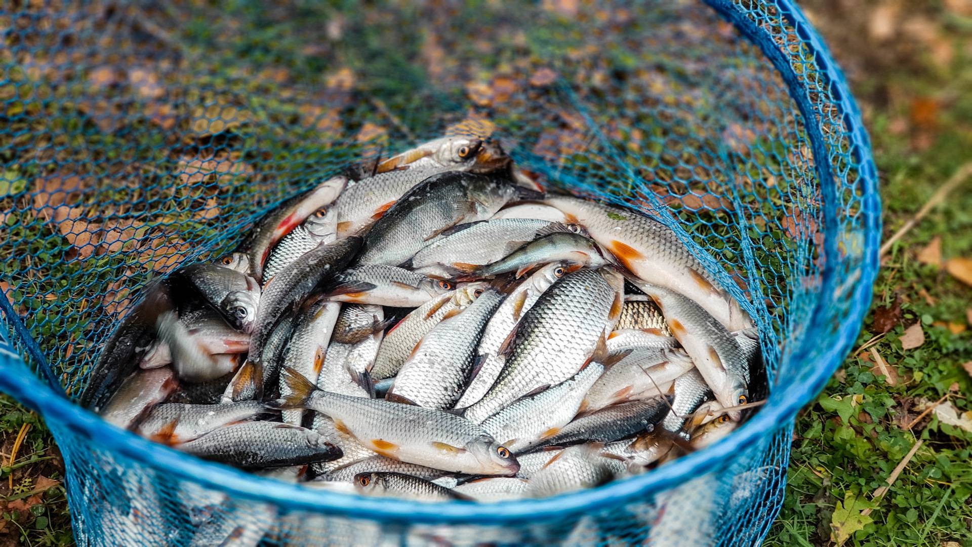 Рыбалка на байкале. виды промысловой рыбы, места обитания и  действующие запреты и ограничения