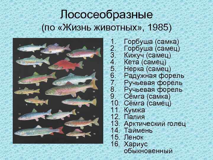 Тресковые породы рыб список — ловись рыбка