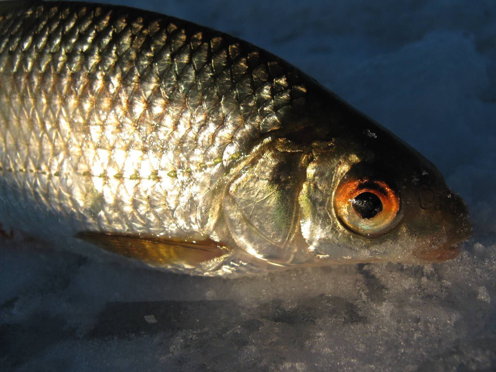 Рыба ротан: внешний вид, особенности образа жизни, рецепты блюд