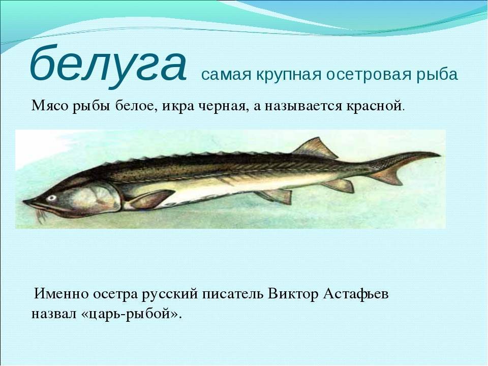Белугу можно считать самой крупной пресноводной рыбой земли