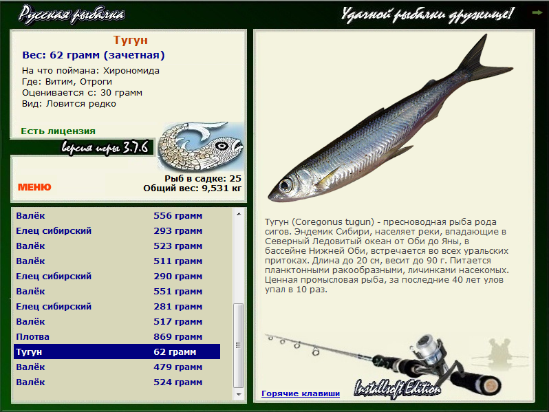 Рыба хока – описание, среда обитания, вкусовые качестве, полезные свойства, рецепты