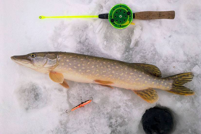 Балансир на щуку: лучшие модели для зимней рыбалки, правильный монтаж снасти и проводка, особенности ловли по первому льду