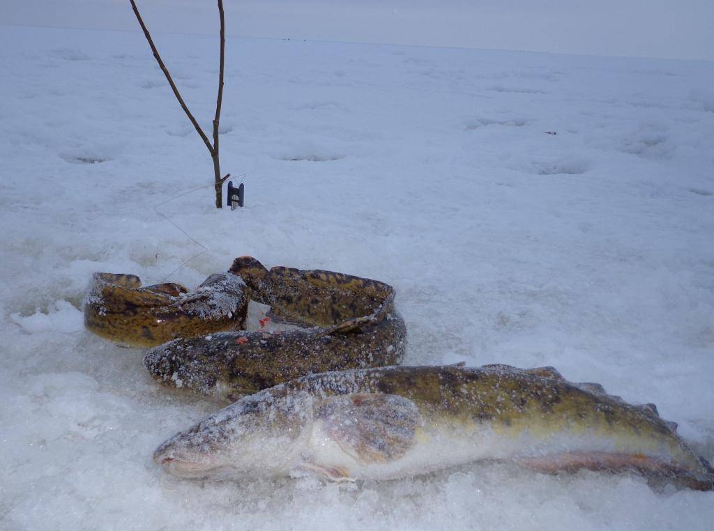 Ловля налима зимой на закидушки или жерлицы: секреты зимней рыбалки на налима