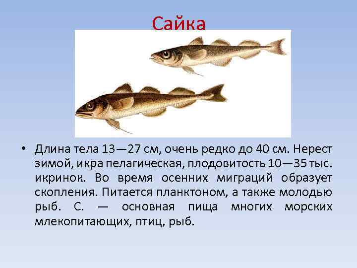 Рыба сайка