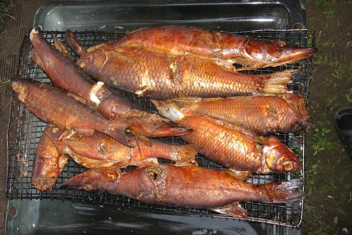Рыба горячего копчения в домашних условиях