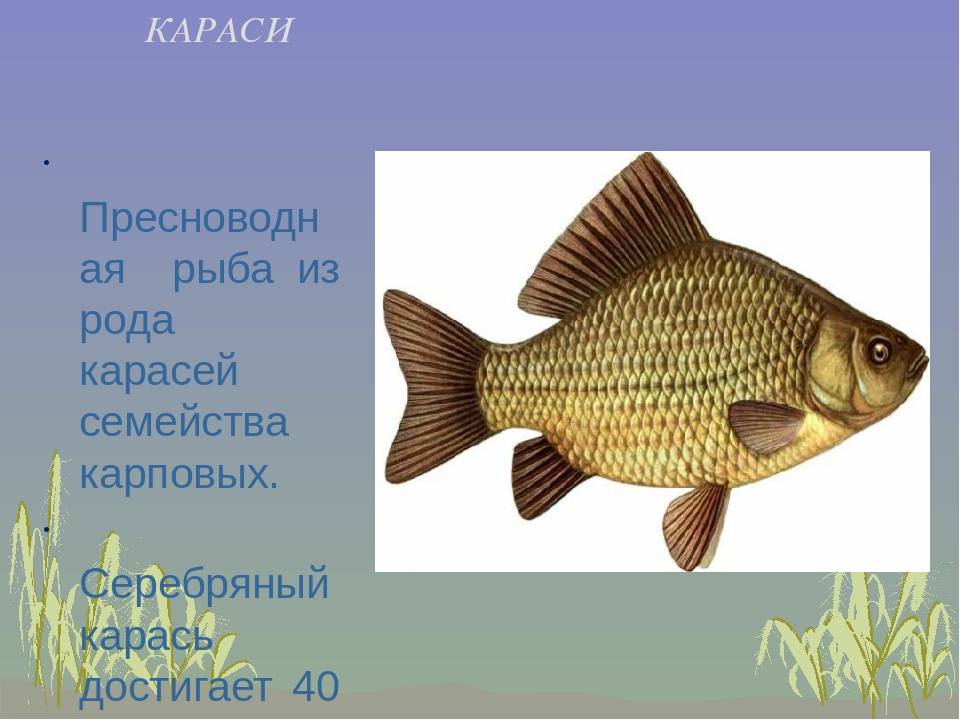 Карась - самый известный обитатель русских рек