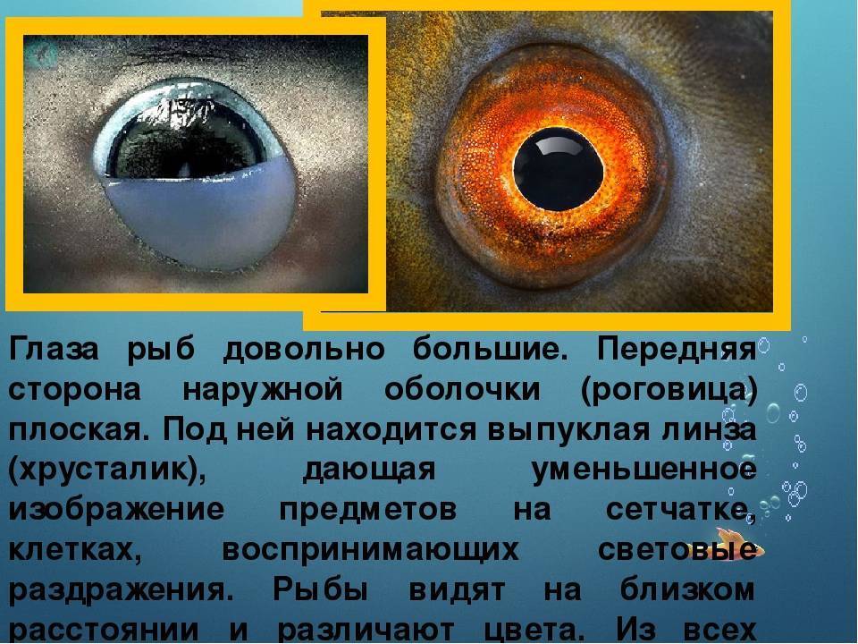 Мир глазами животных