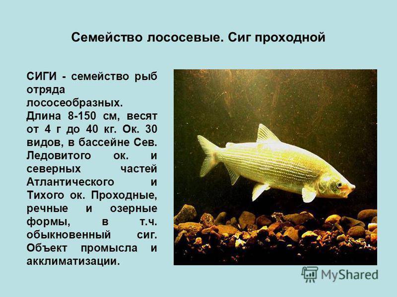 Рыба семейства сиговых — информация о видах рыб ⋆ macho's rules