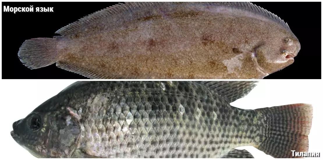 Что за рыба морской язык – как она выглядит и где обитает?