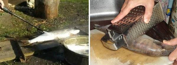 Чистка рыбы от чешуи: как правильно и быстро почистить рыбьи тушки
