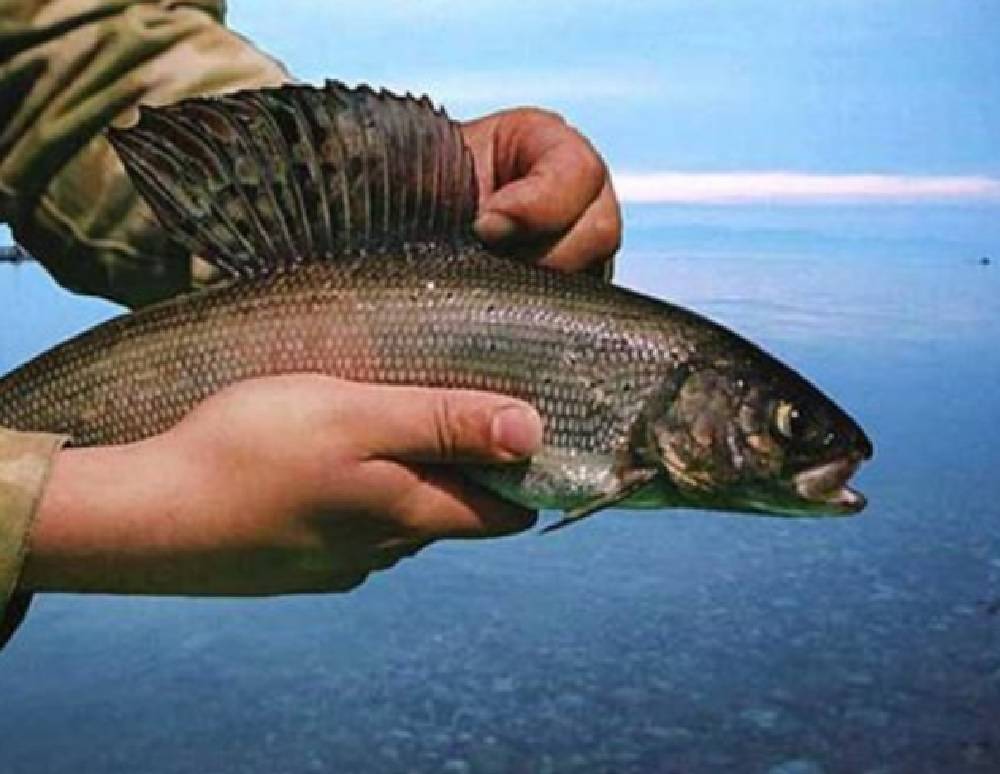 В озере байкал водится рыба. Рыбалка на хариуса на Байкале. Хариус Байкальский. Озеро Байкал хариус. Хариус Озерный.