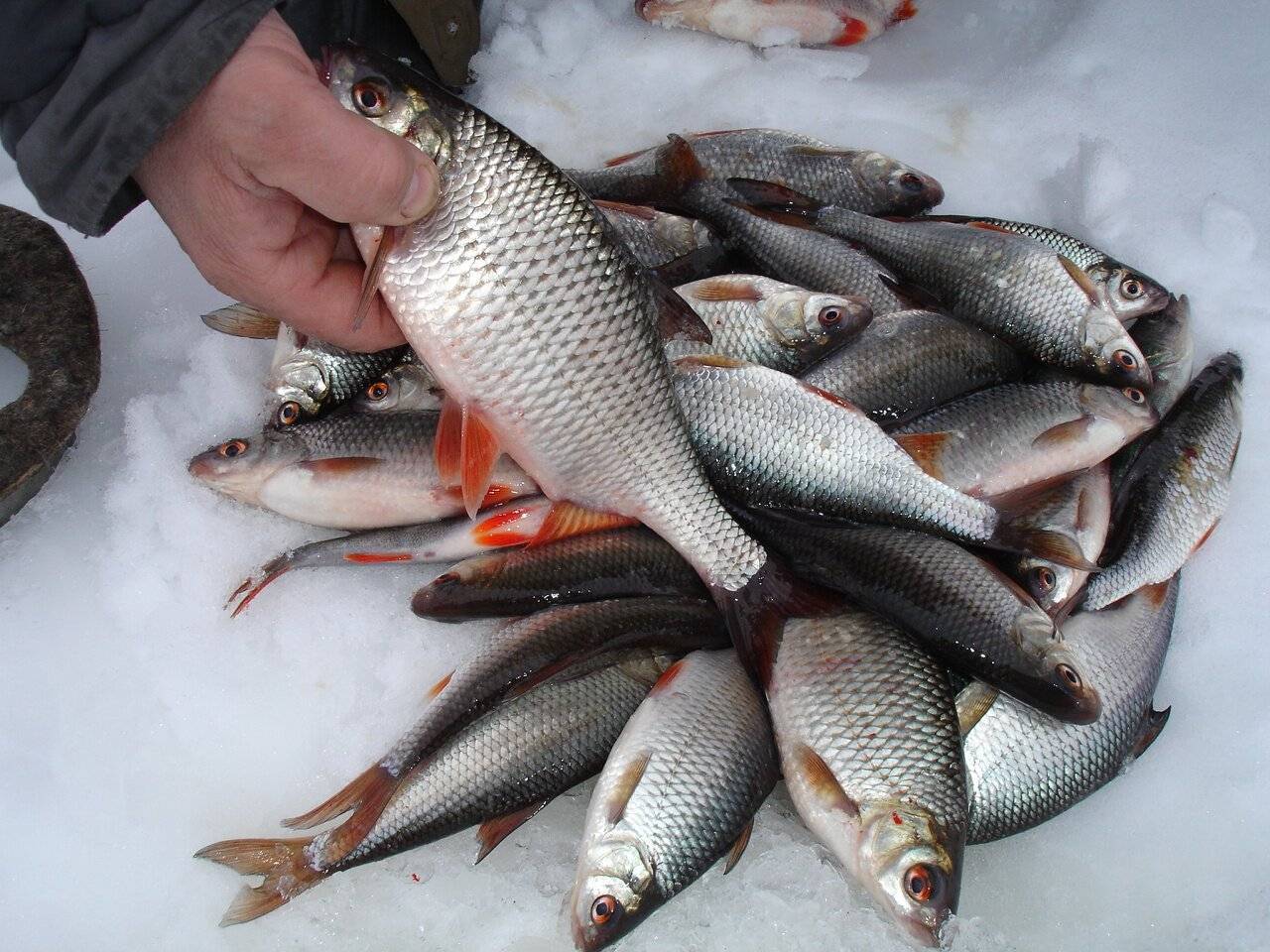 Тесто для рыбалки на плотву: как сделать своими руками, рецепты для зимней и летней ловли