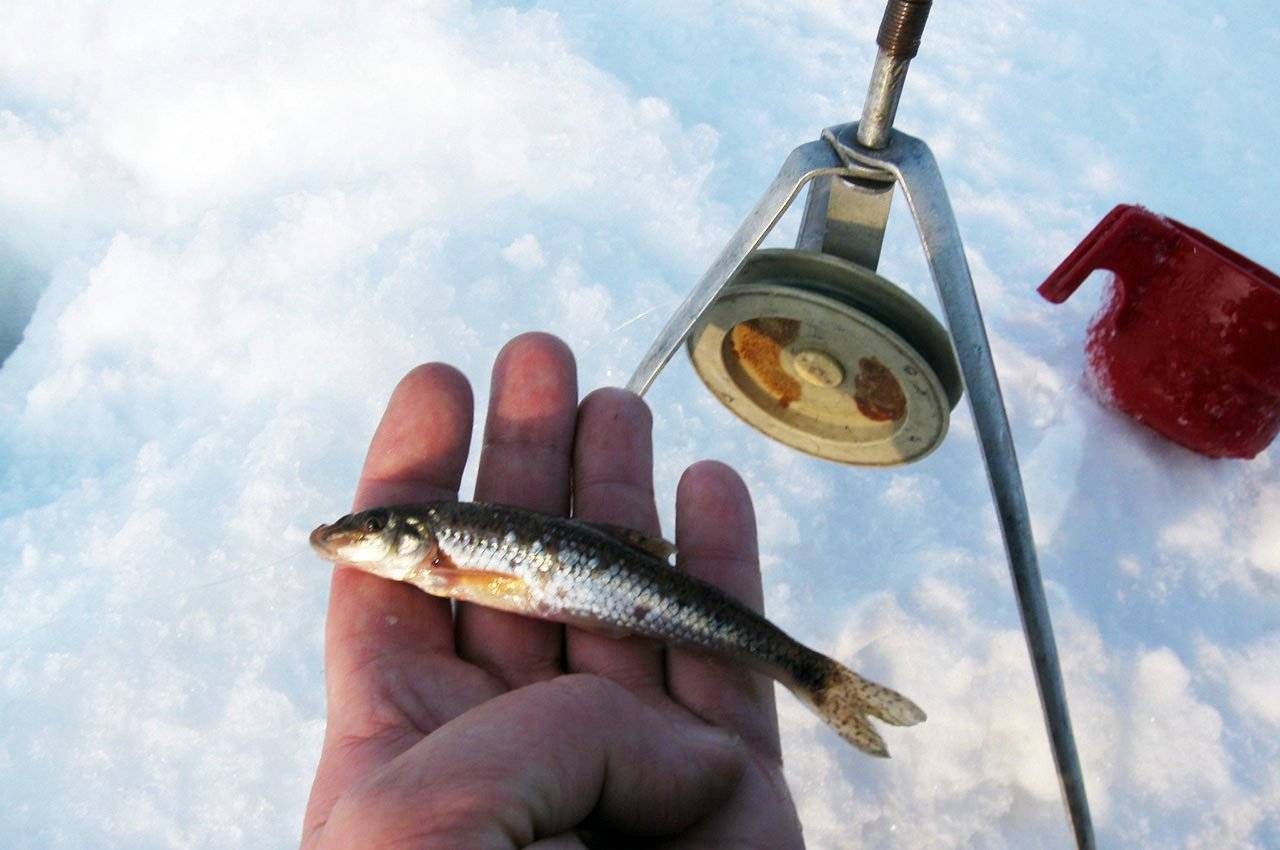 Особенности зимней рыбалки на щуку жерлицами