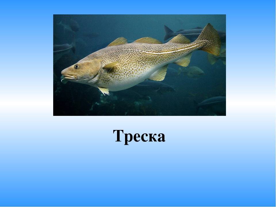 Рыба треска: виды, обитание в россии, рыбалка, польза