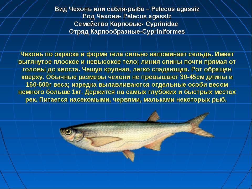 Чехонь - подробное описание рыбы, где обитает, чем питается