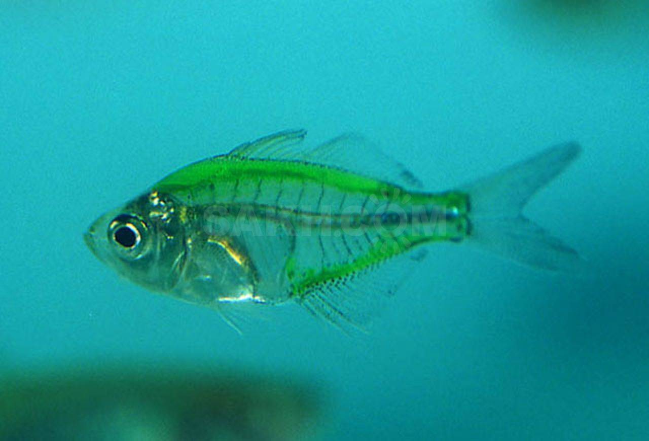 Стеклянный окунь аквариумная рыбка содержание и совместимость. окунь стеклянный — аквариумная рыбка