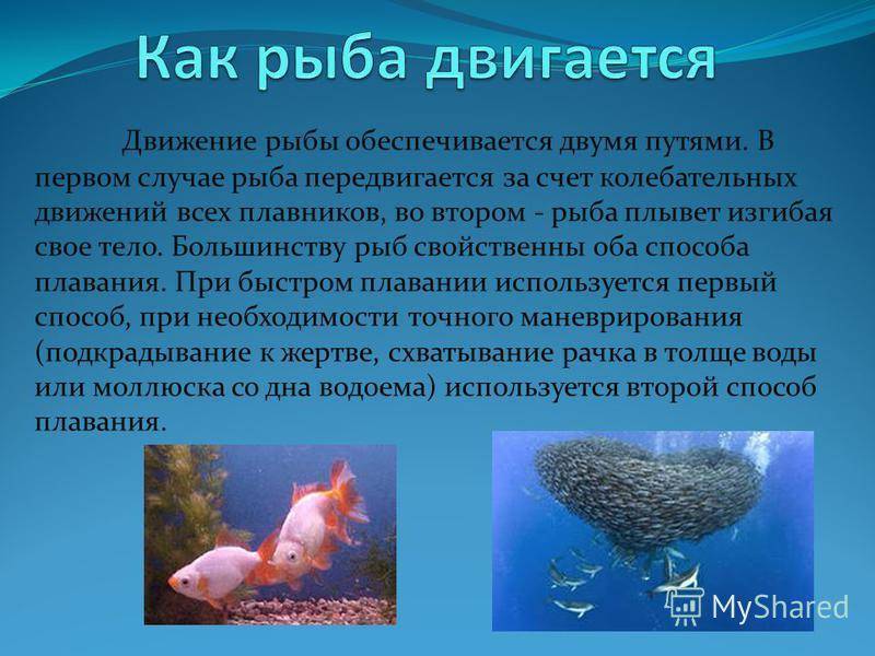 Как спят рыбы в аквариуме: спят ли рыбы, как спят рыбки, спят ли рыбы ночью, спячка, сон рыбы, спят ли рыбки в аквариуме