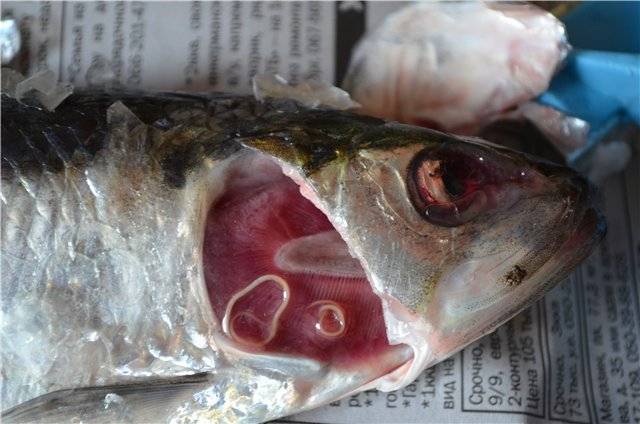 Паразиты в рыбе: опасные и безопасные для человека глисты