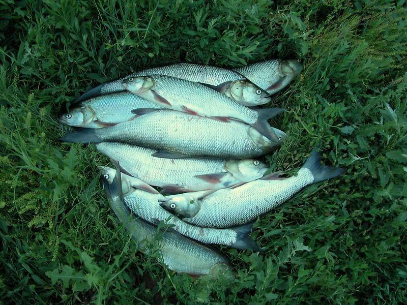 Ловля рыбы в вологодской области | где и что можно поймать