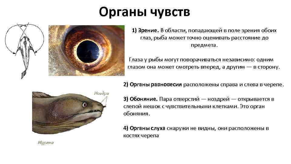 Какие органы чувств есть у рыб: разбираем вопрос