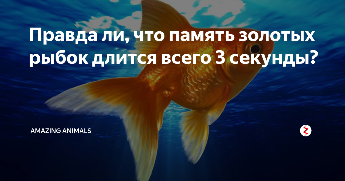 Может ли рыба помнить, и сколько длятся мысли золотой рыбки в аквариуме: эксперименты с памятью