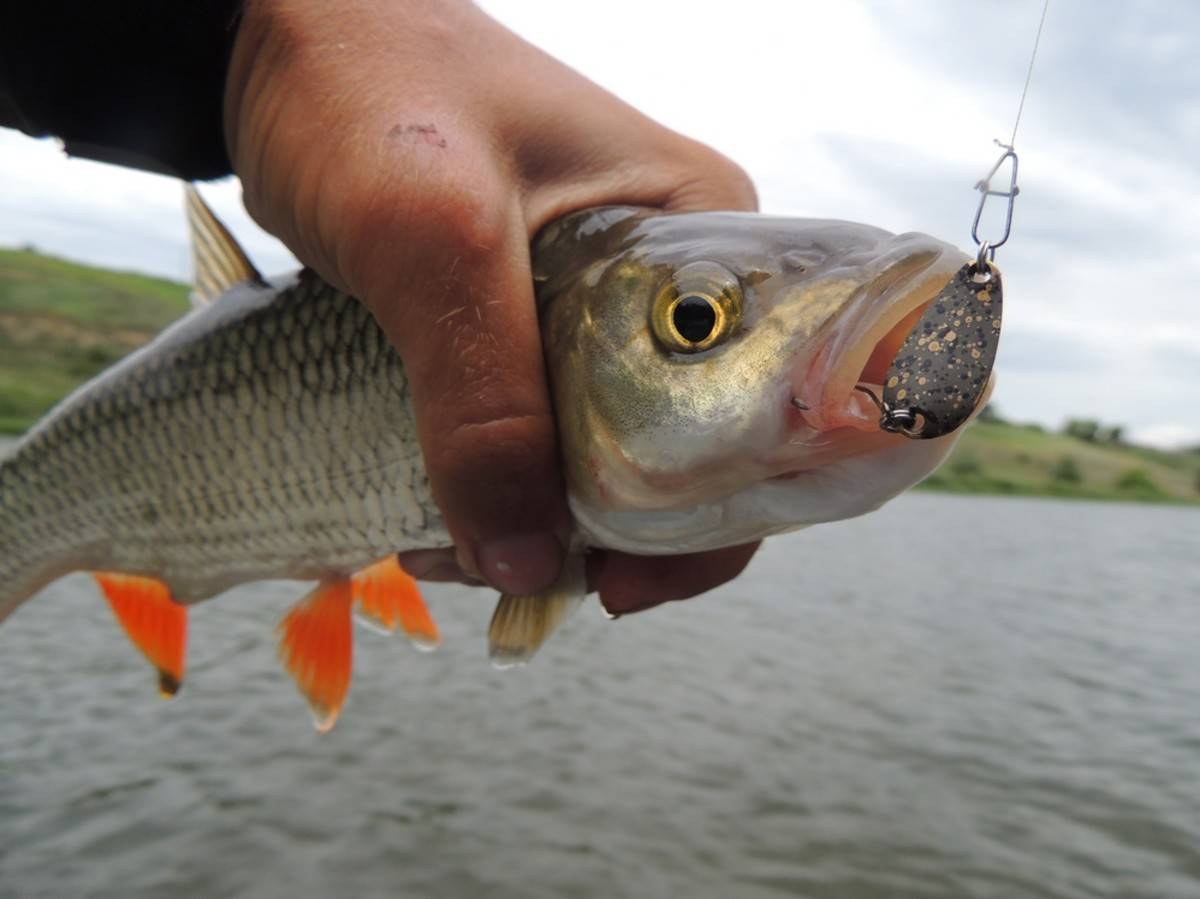 Ловля голавля в октябре: на что ловить осенью, особенности рыбалки