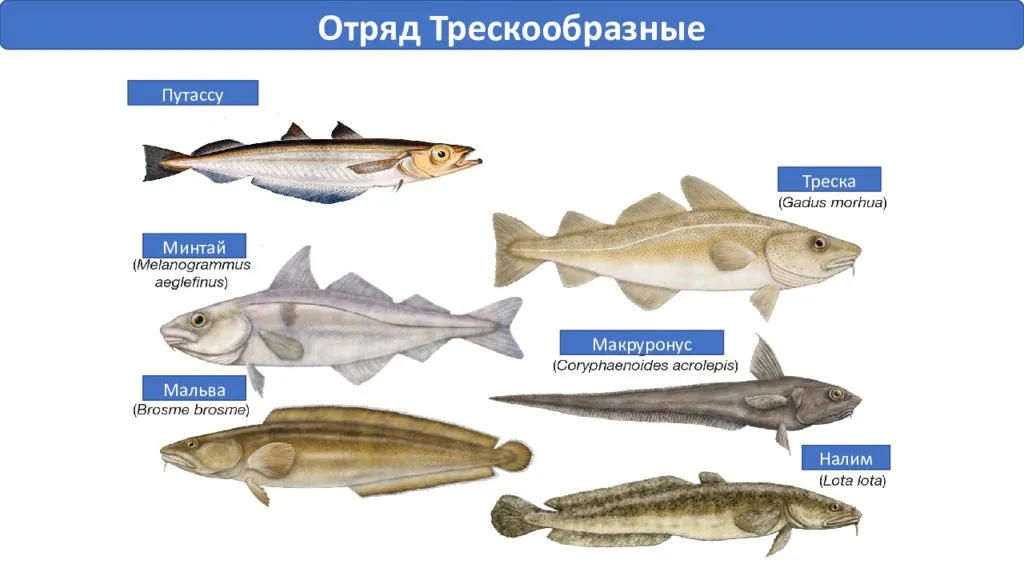 Рыба минтай – описание с фото, польза и вред, как приготовить