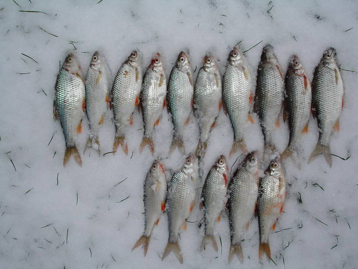 Зимняя рыбалка. секреты ловли плотвы в феврале. —
