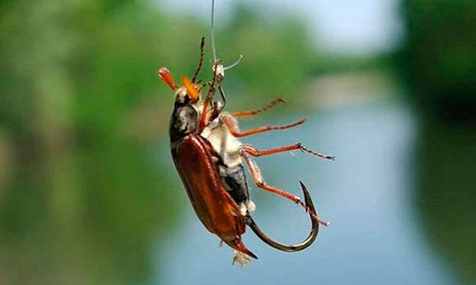 Ловля голавля на майского жука разными способами