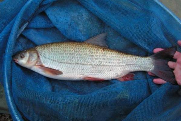 Рыба подуст обыкновенный — фото и описание, ловля весной или зимой на течении