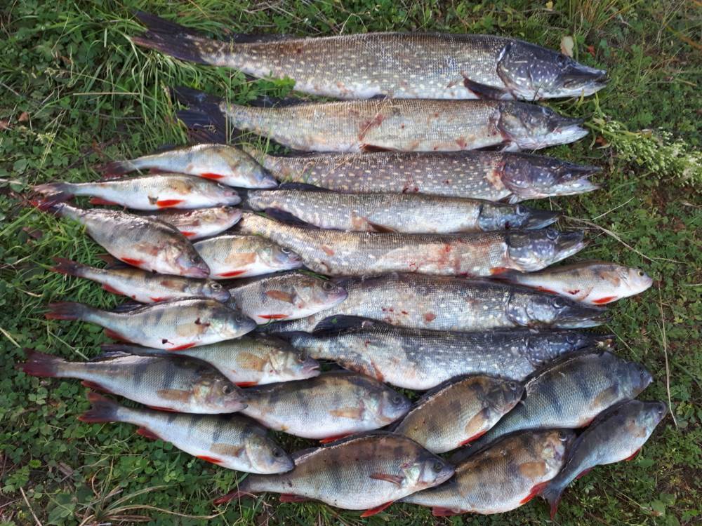 Рыбалка на ладожском озере - все про рыбалку