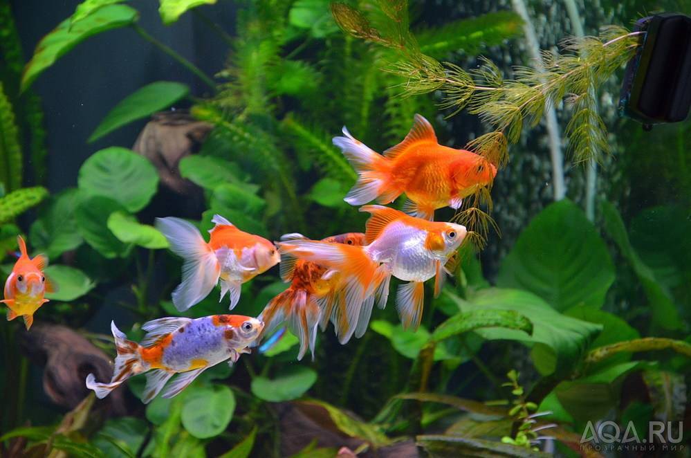 Карп кои: содержание в аквариуме, размножение японского красавца