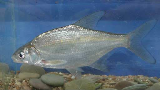 Рыба сопа фото описание