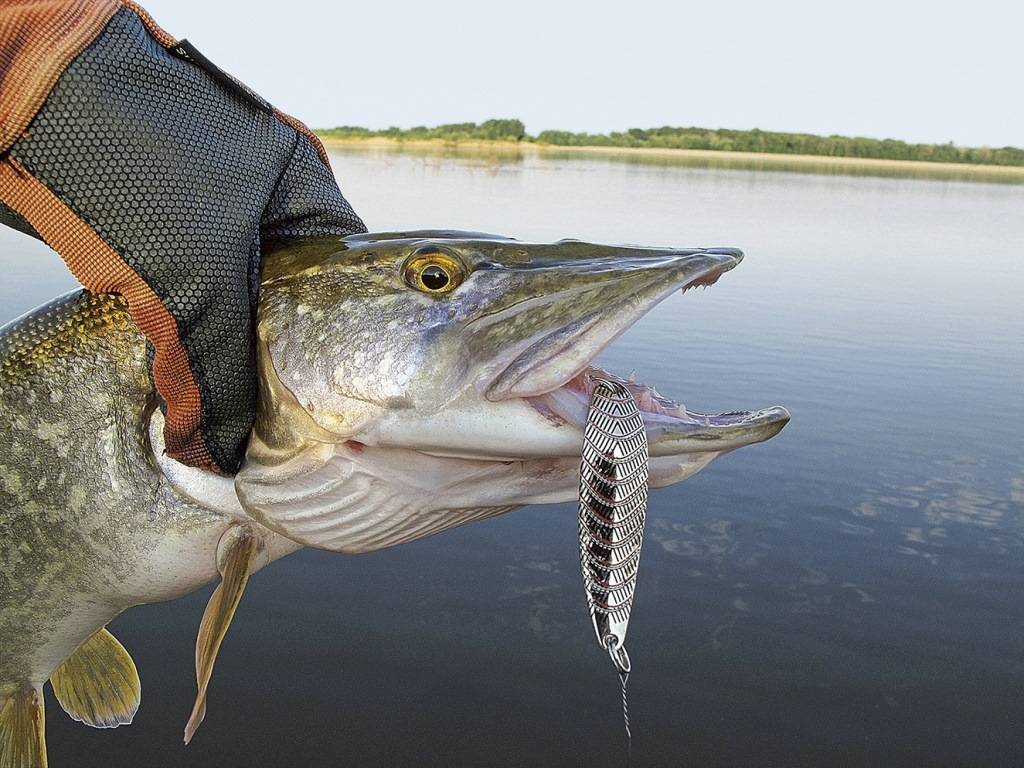 Рыбалка в коми: особенности ловли, какая рыба водится, выбор снастей