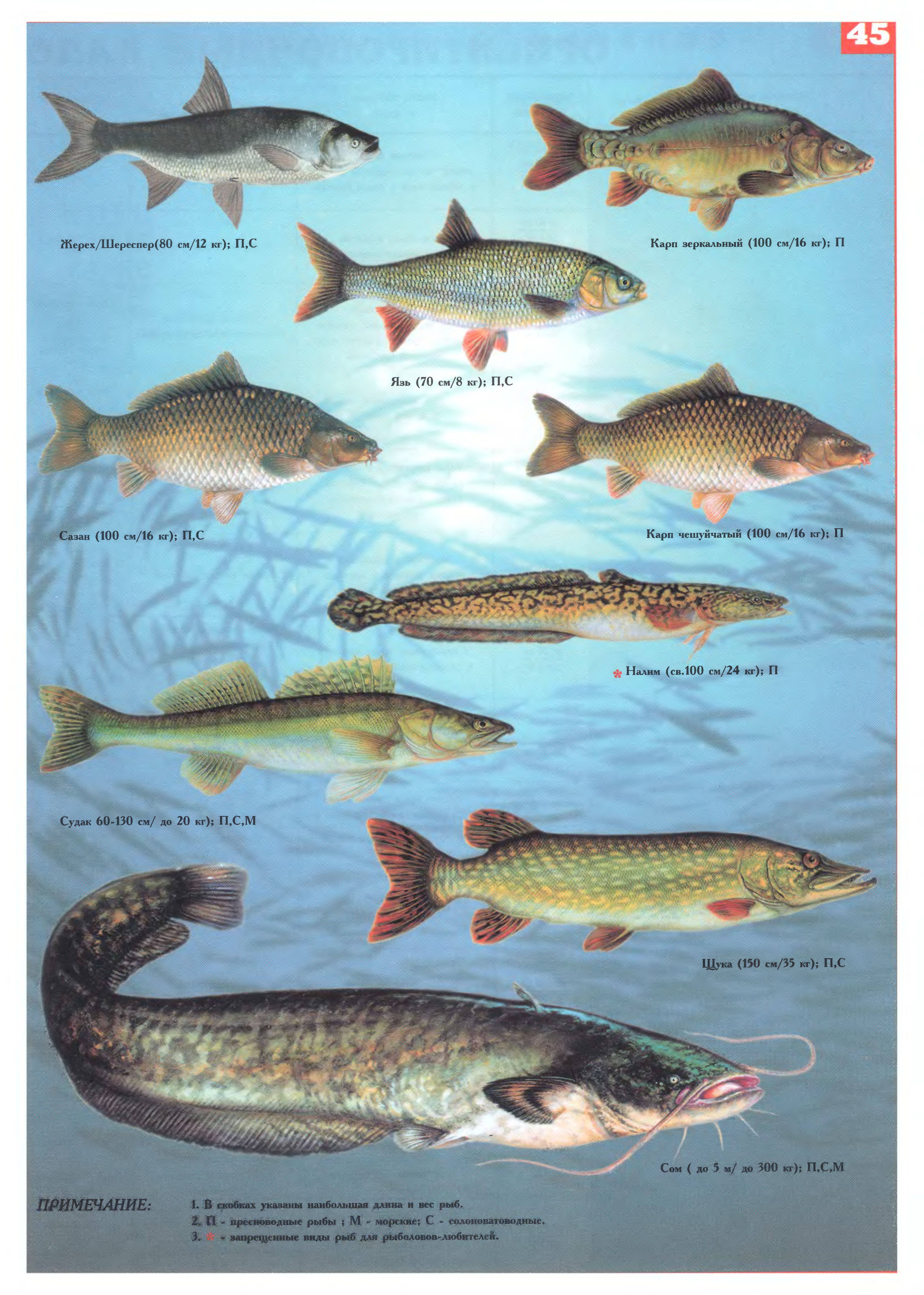 Речная рыба: хищные и мирные рыбы, названия и фото речных рыб
