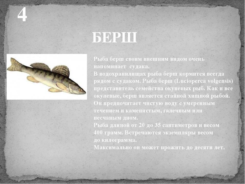 ✅ чем отличается судак от берша. основные отличия рыбы берш от судака. ловля рыбы берш - zevs-studio.ru