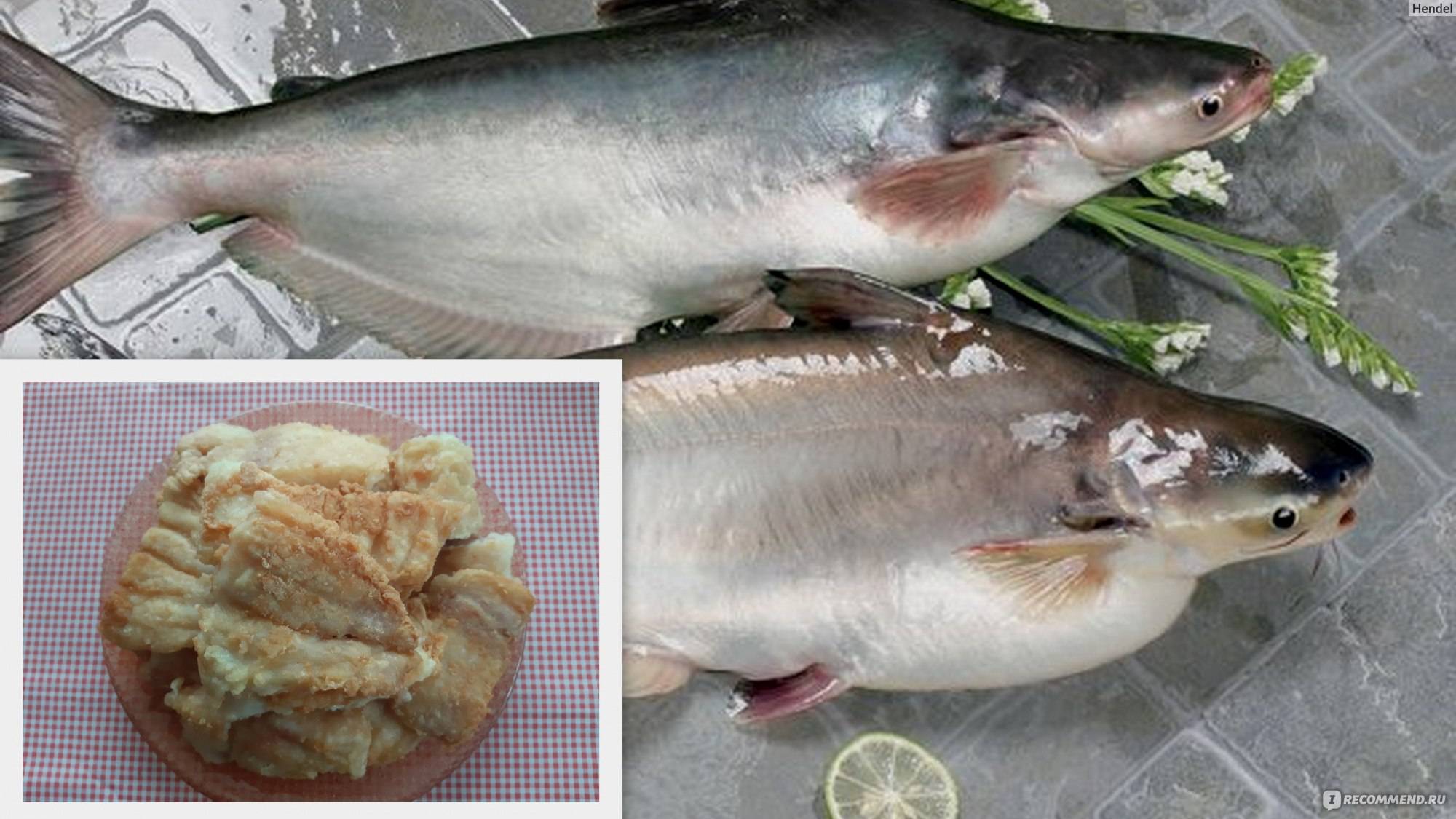 Пангасиус: всё о лучеперой рыбе, фото, среда обитания, чем питается
