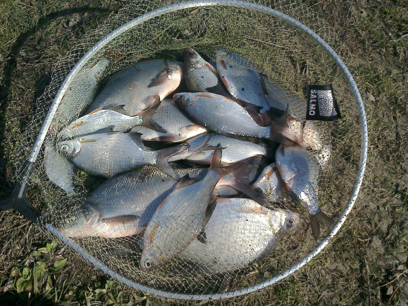 Рыбалка в пензенской области на суре и колдаисе