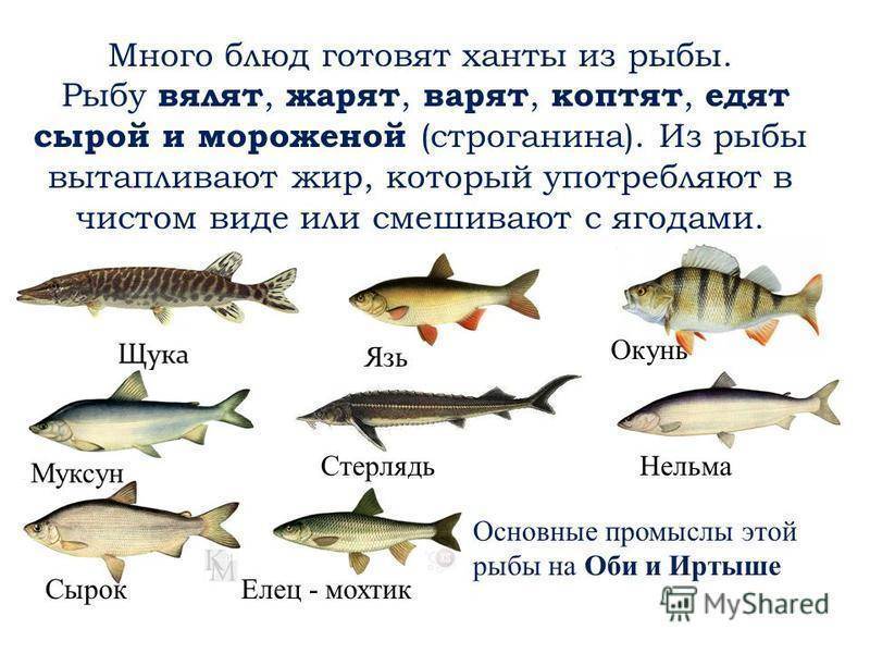 ᐉ рыбалка в новосибирской области - ✅ ribalka-snasti.ru