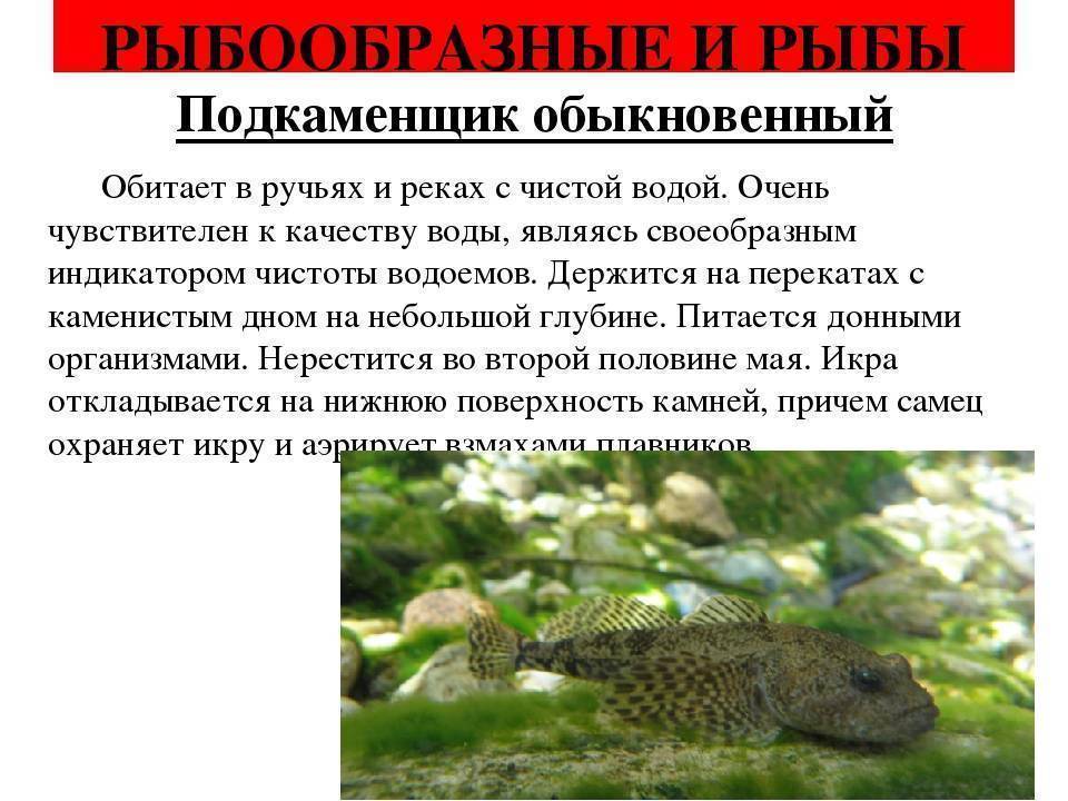 Подробное описание с фото всех животных, включенных в красную книгу россии