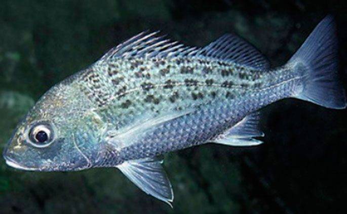 Рыба простипома - описание, внешний вид, ловля
