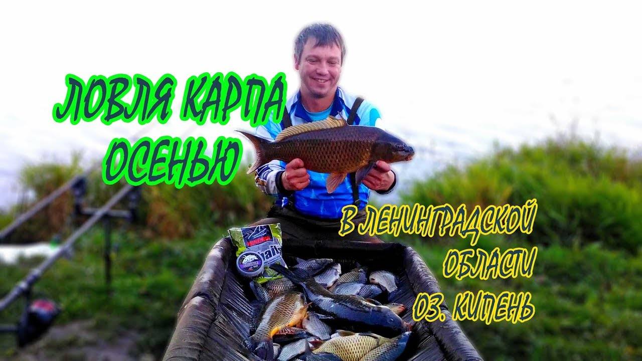 Где ловить зеркального карпа в ленинградской области все виды рыбы способы и места ловли в водоемах ленинградской области