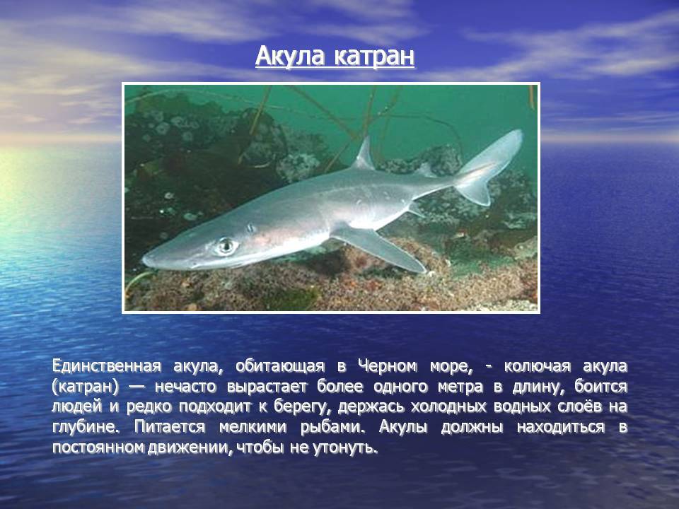 Колючие акулы. катран - черноморская акула, опасная для человека