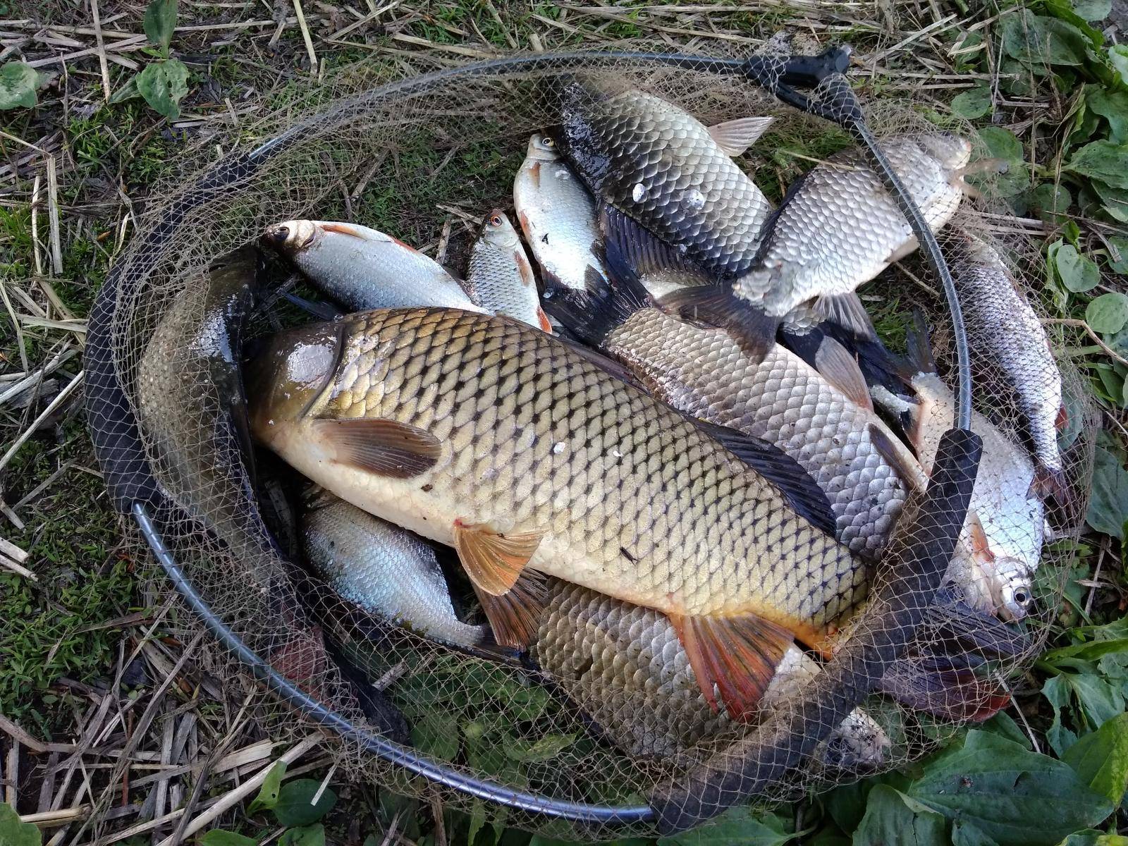 Места для рыбалки в пензенской области – платная и бесплатная рыбалка!