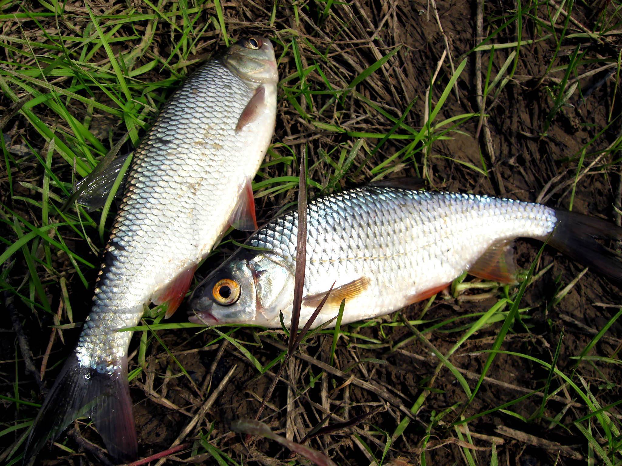 Рыба плотва — калорийность и виды. свойства и польза плотвы