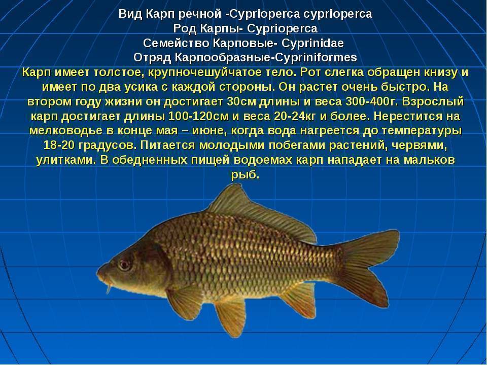 Карась - подробное описание и фото рыбы: где обитает, чем питается