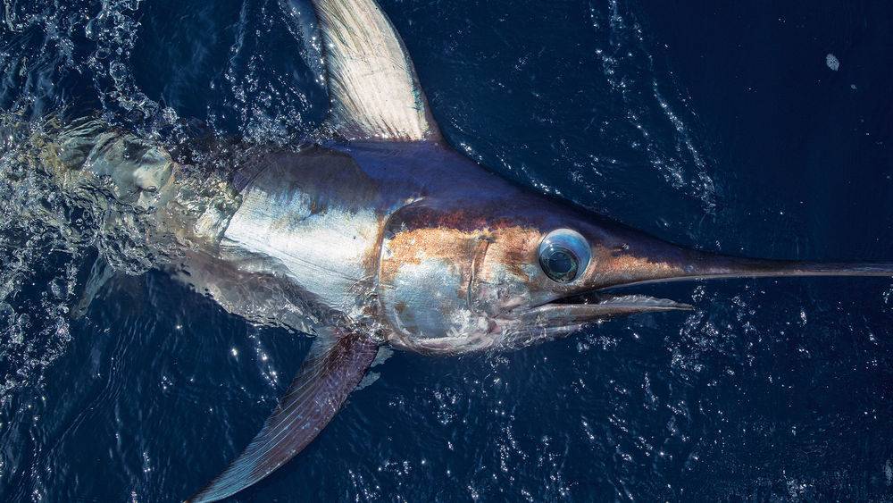 Рыба-меч — интересные и удивительные факты