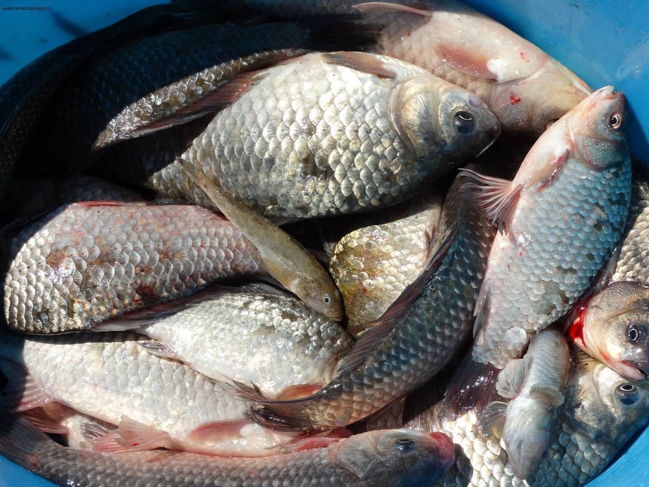 Рыбалка на кубани: популярные рыбные места для ловли сома, щуки и других рыб