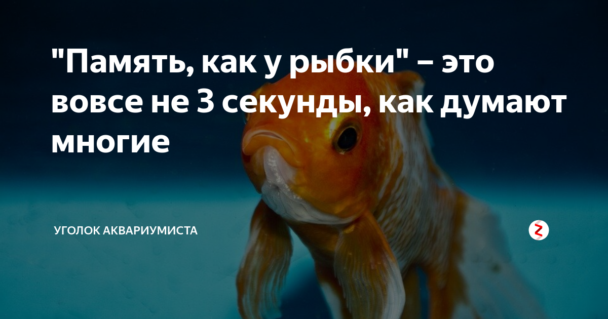 Есть ли память у рыб: мифы и реальность